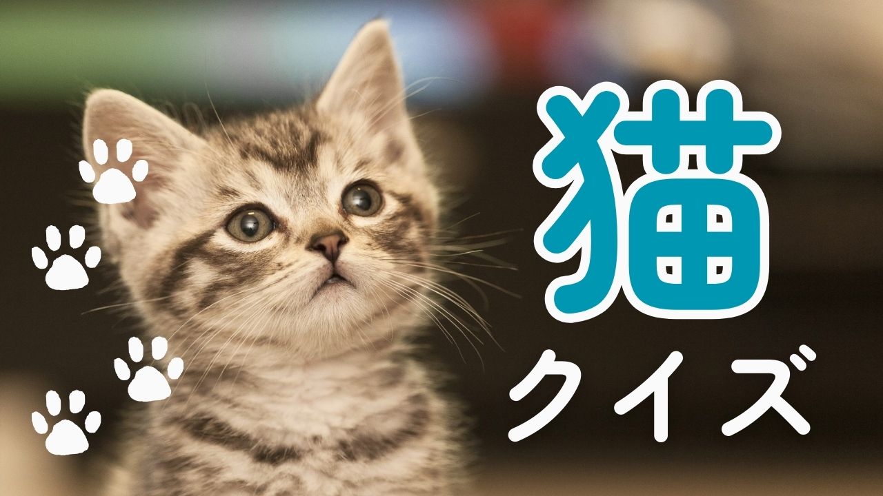 猫の生態クイズ-猫に好かれたい人はぜひ挑戦してね！