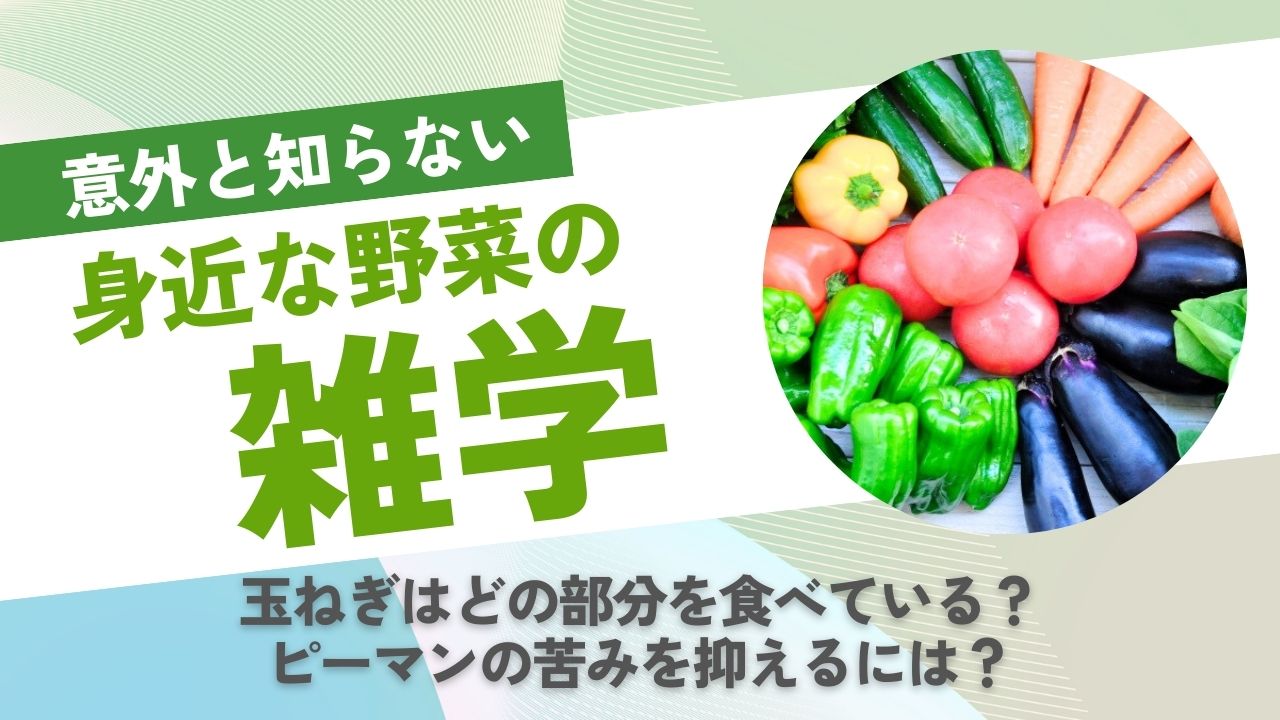 野菜の雑学！玉ねぎはどの部分？赤と緑のピーマンの違いは？