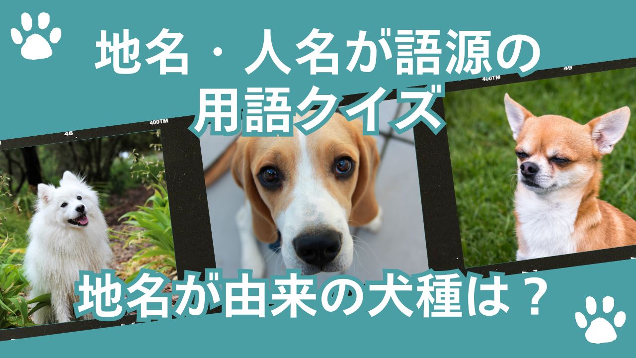 人名・地名が由来になっている楽器・犬種・洋服・食べ物-全5問