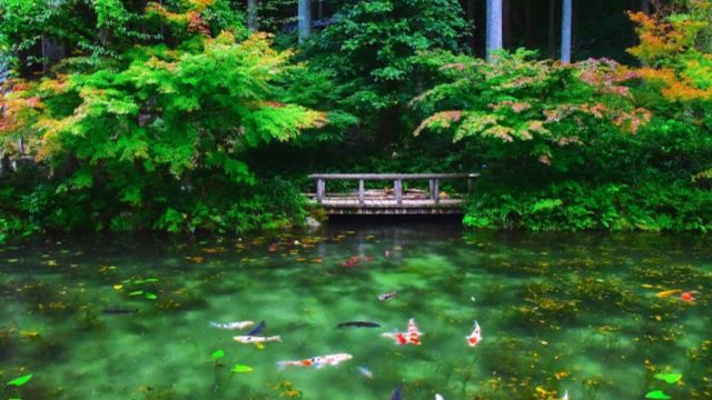 岐阜県の名もなき池