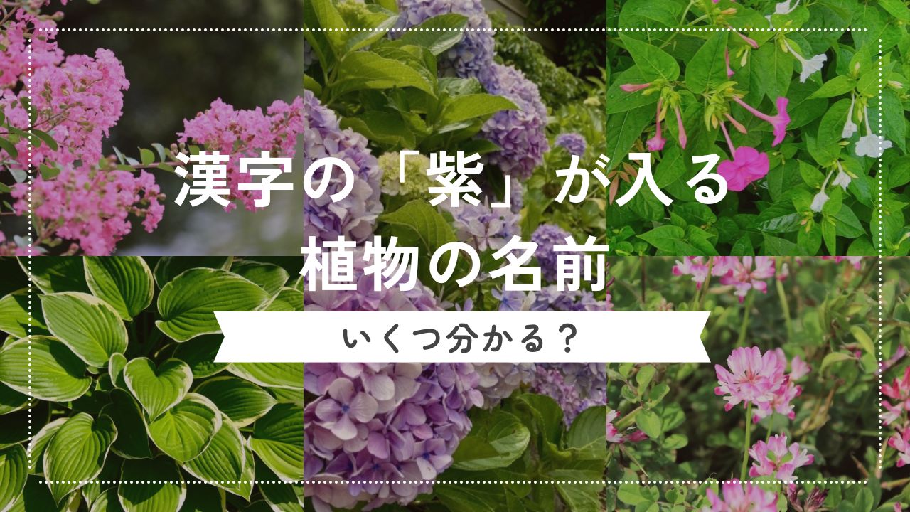 紫陽花・紫茉莉・紫雲英……「紫」という漢字が入る植物の名前リスト