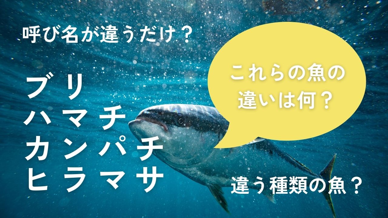 ブリ・カンパチ・ハマチ・ヒラマサの違いって何？同じ魚？-出世魚の雑学