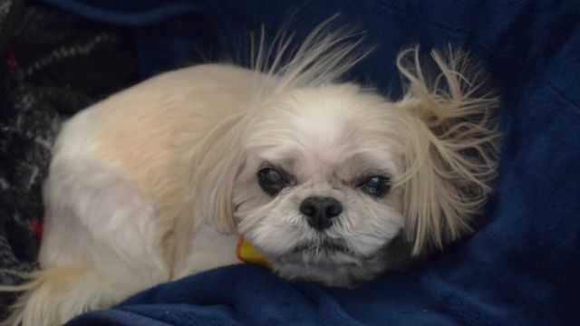 静電気で毛がフワフワになった犬