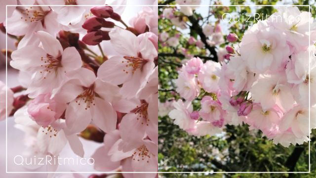 一重咲きと八重咲きの桜