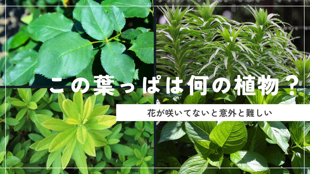 この葉っぱ見覚えある？葉っぱだけ見て花の名前を当てるクイズ