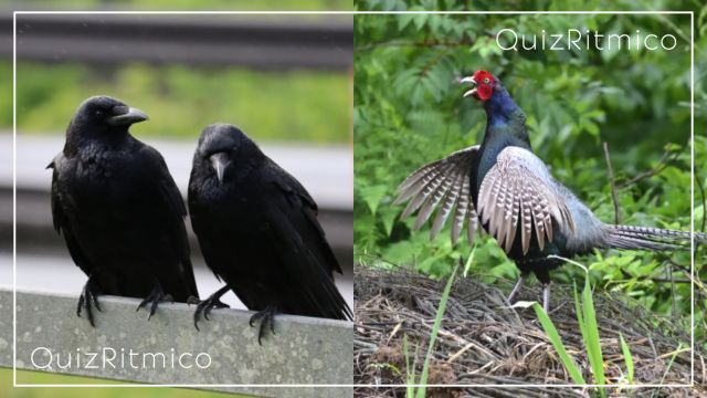 鳥の名前クイズ-慈鳥はどっち？