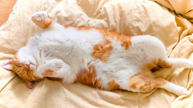 眠る猫